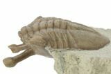 Stalk-Eyed Asaphus Kowalewskii Trilobite - Russia #191302-2